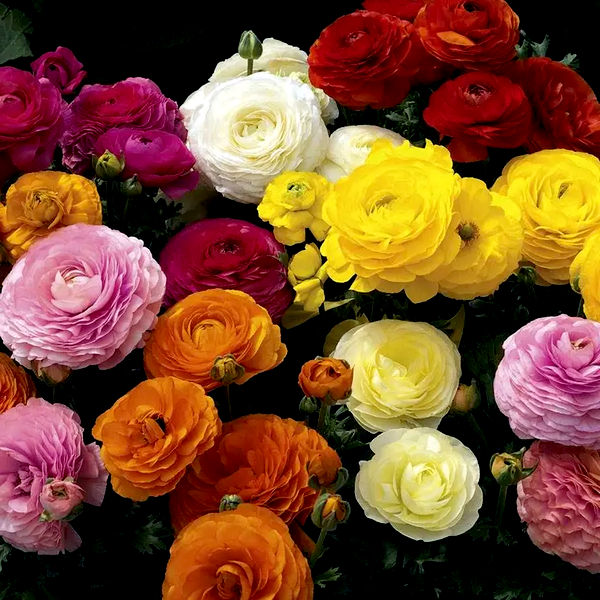 Maché™ Mix Ranunculus Seeds