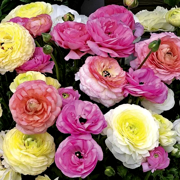 Maché™ Pastel Mix Ranunculus Seeds