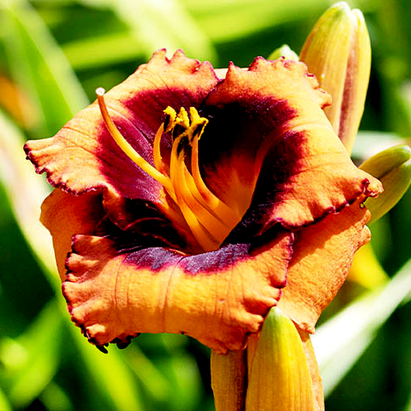 Madeline Nettles Eyes