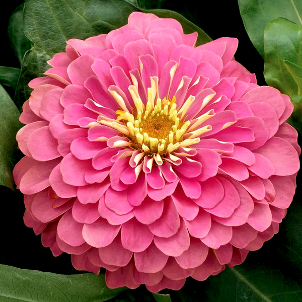 Magellan™ Pink Zinnia Seeds