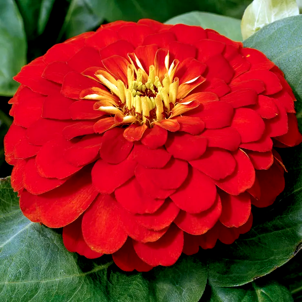 Magellan™ Scarlet Zinnia Seeds