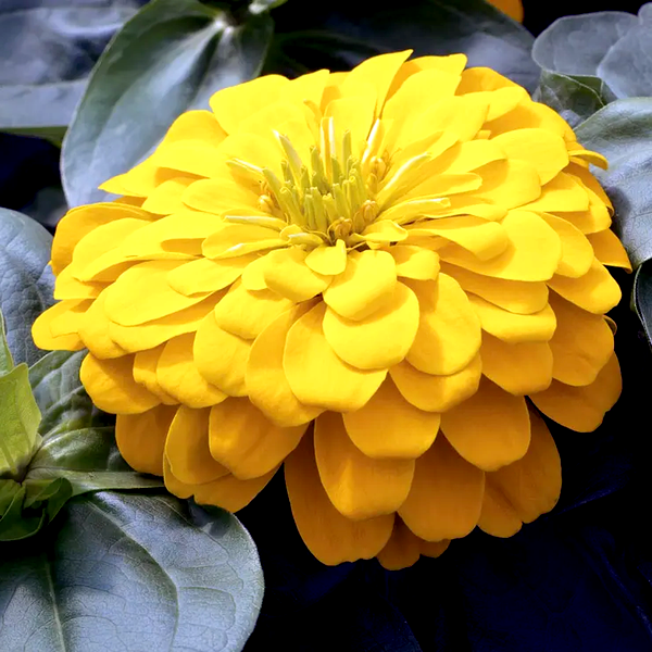 Magellan™ Yellow Zinnia Seeds