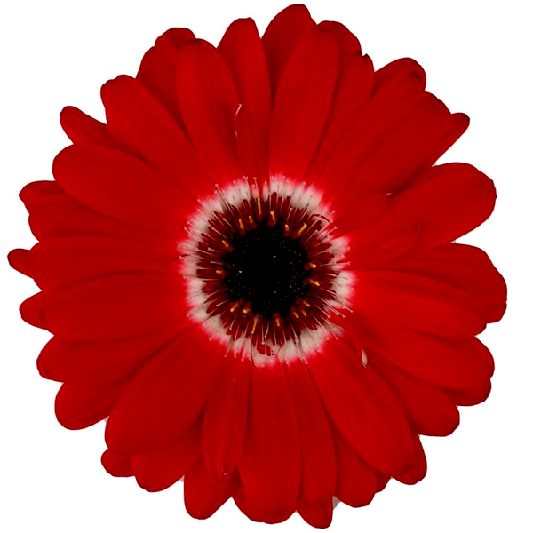 Majorette Red Bicolor Dark Eye Gerbera Seeds