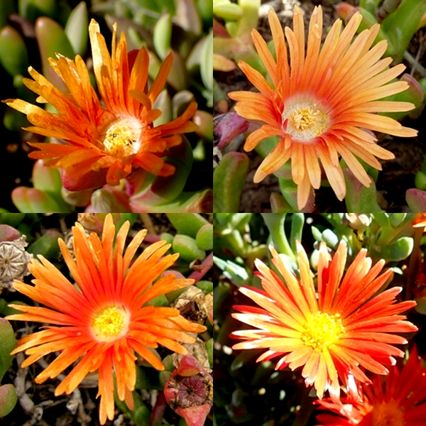 Malephora uitenhagensis