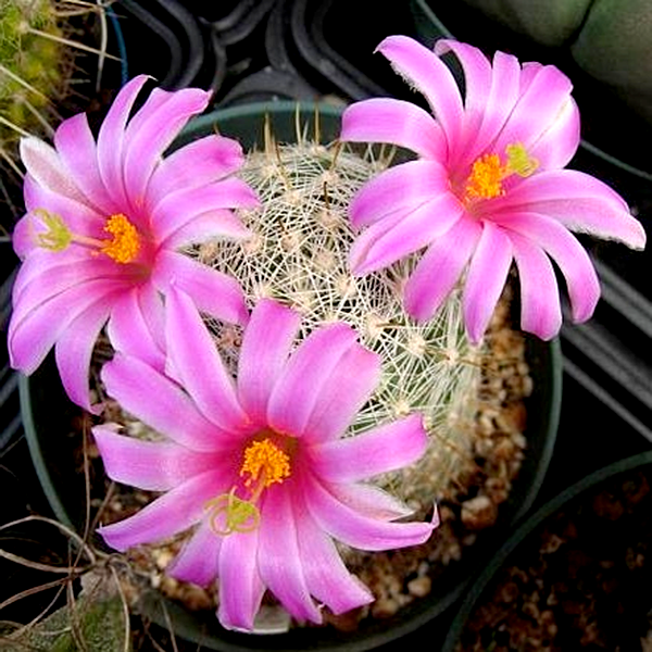 Mammillaria boolii