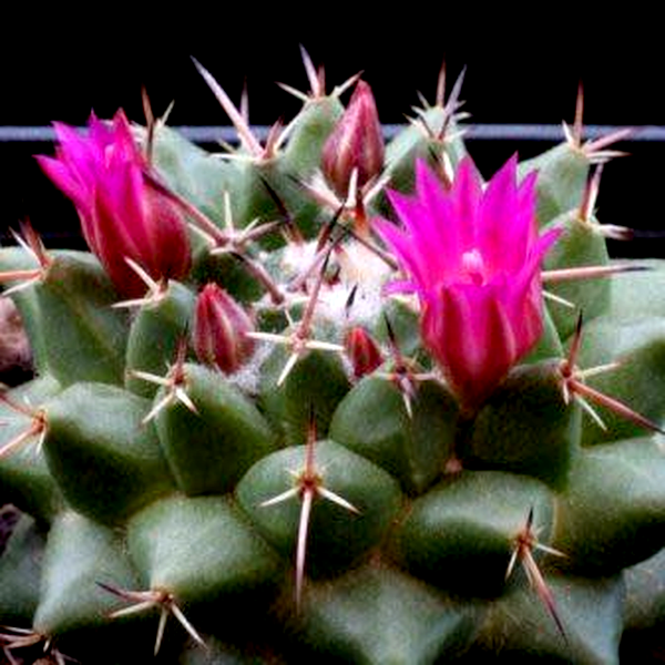 Mammillaria centricirrha