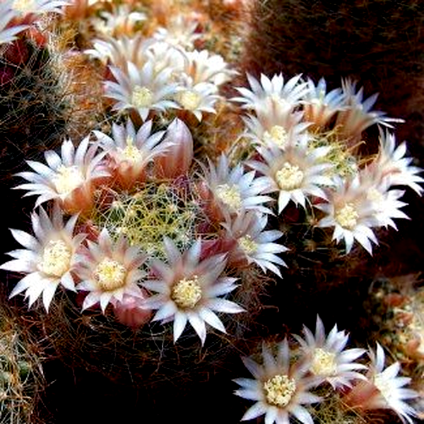 Mammillaria crinita