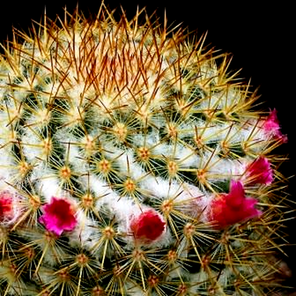 Mammillaria ruestii