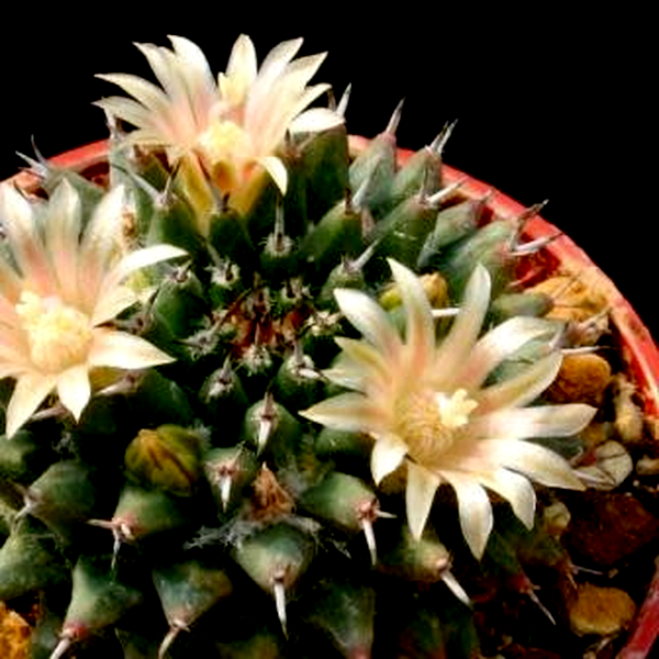 Mammillaria sempervivi