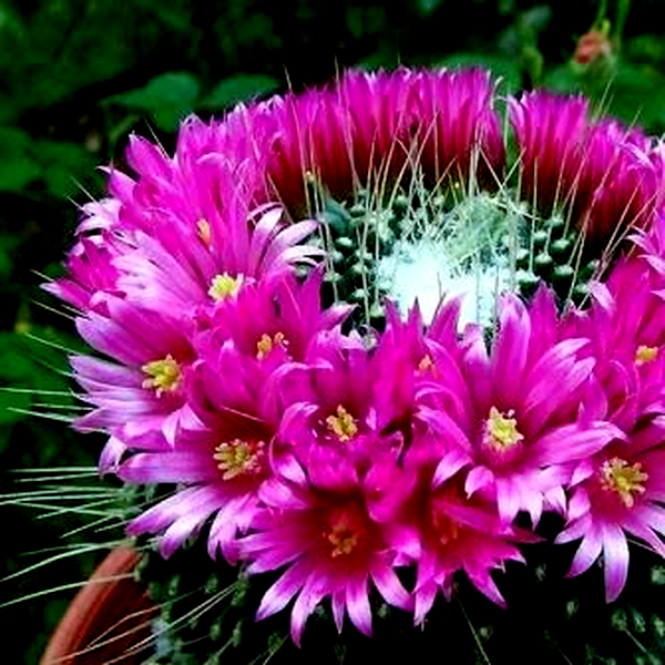 Mammillaria spinosissima