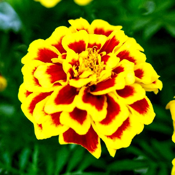 Mango Tango Marigold Seeds