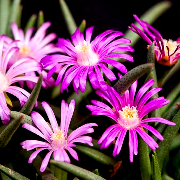 Marlothistella uniondalensis