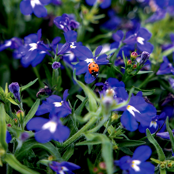 Masterpiece Blue with Eye Lobelia Seeds