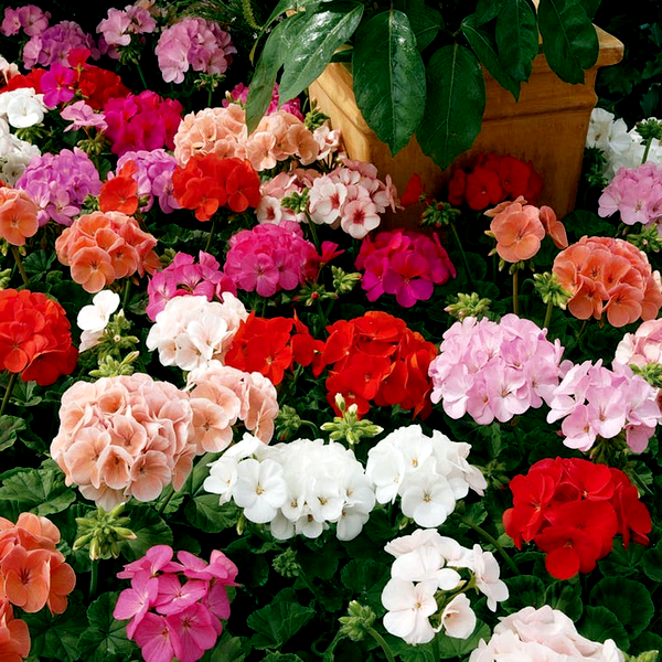 Maverick™ Mix Geranium Seeds