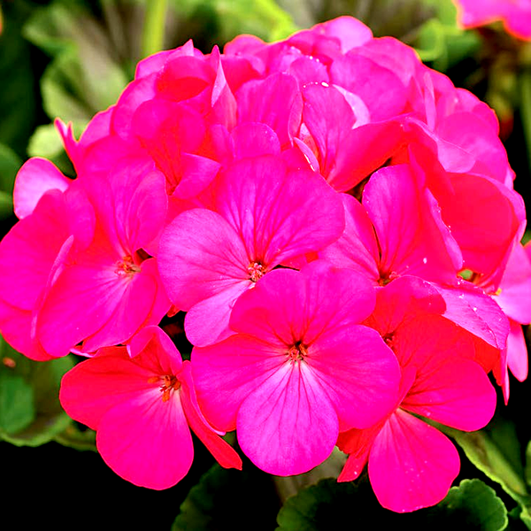 Maverick™ Rose Hybrid Geranium Seeds