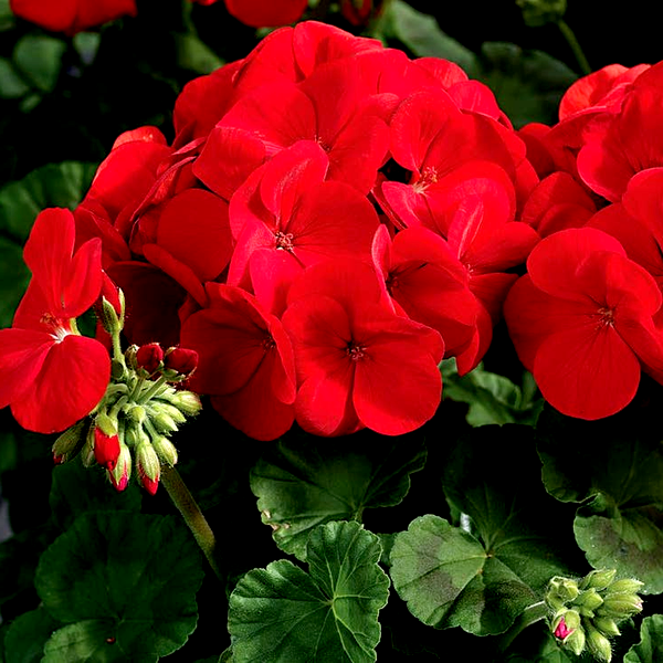 Maverick™ Scarlet Geranium Seeds