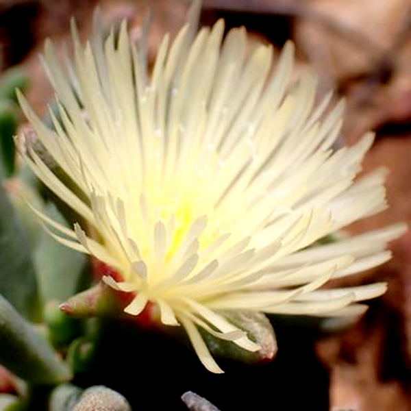 Mesembryanthemum grossum