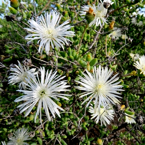 Mesembryanthemum noctiflorum
