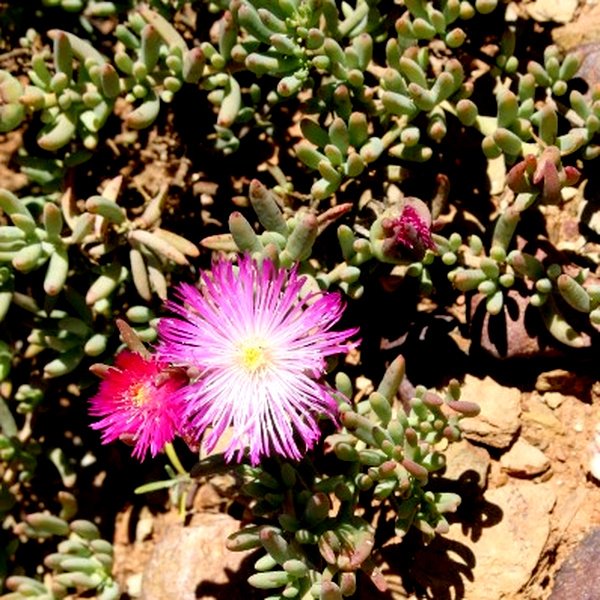 Mesembryanthemum splendens