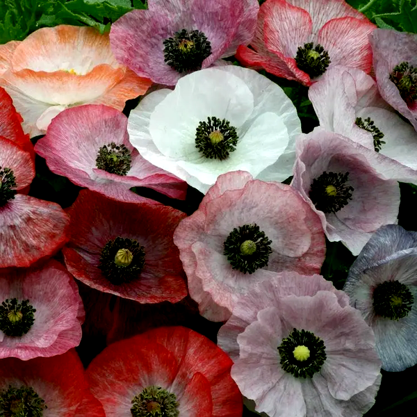 Mother of Pearl' Poppy Seeds