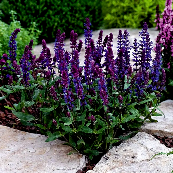 New Dimension™ Blue Salvia Seeds