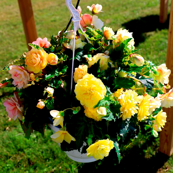 Nonstop® Joy Peaches and Dreams Begonia Seeds