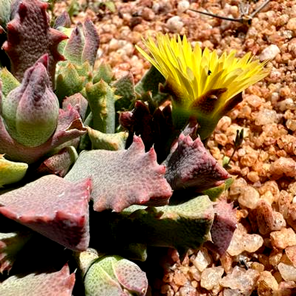 Odontophorus angustifolius