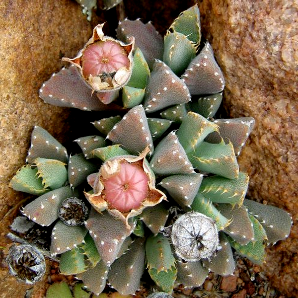 Odontophorus marlothii