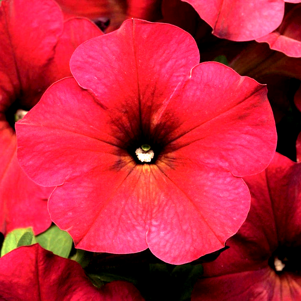 Opera Supreme Pink Morn Petunia Seeds