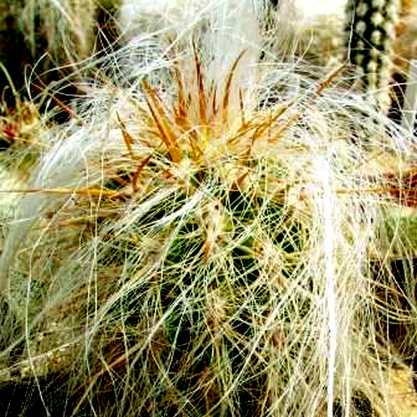 Oreocereus fossulatus