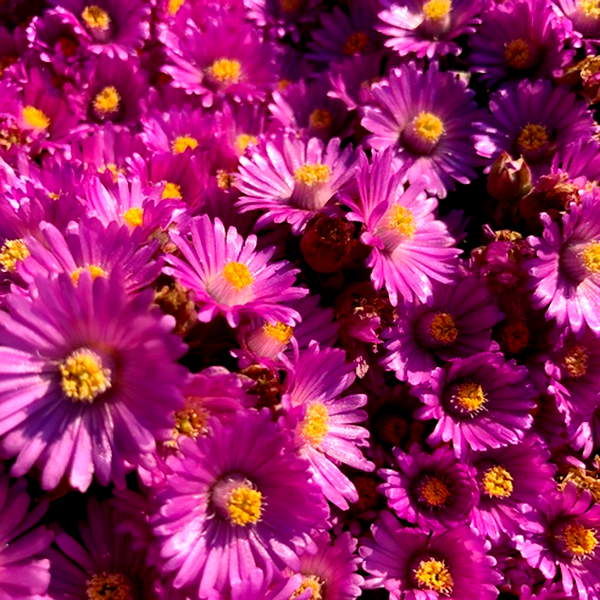 Oscularia caulescens