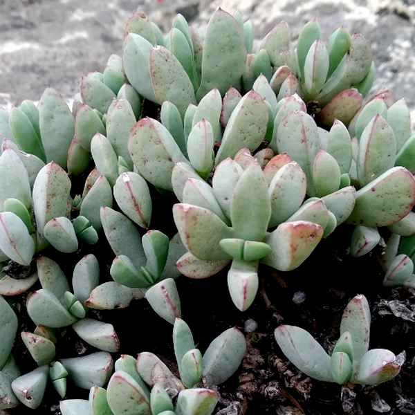 Oscularia paardebergensis