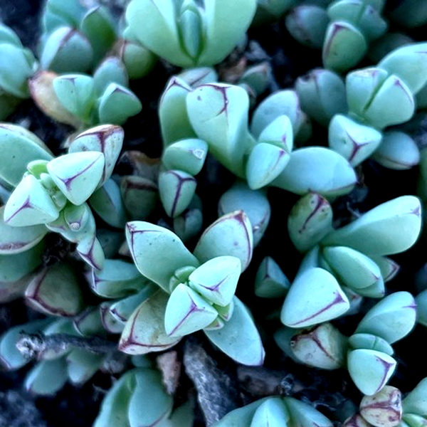 Oscularia steenbergensis