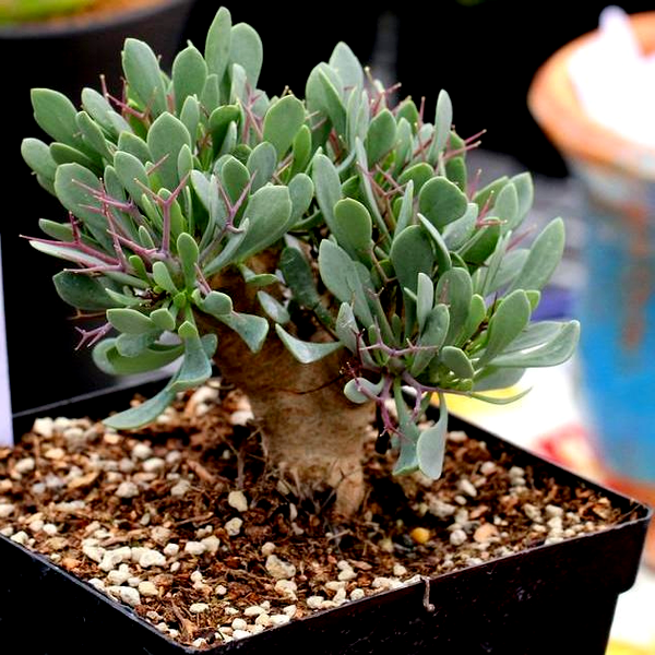 Othonna euphorbioides