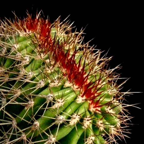 Pachycereus pecten