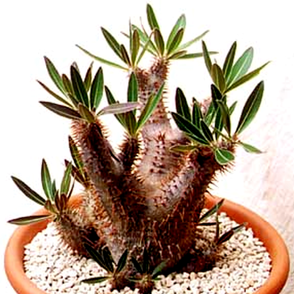 Pachypodium densiflorum