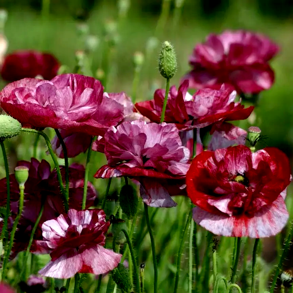 Pandora' Poppy Seeds