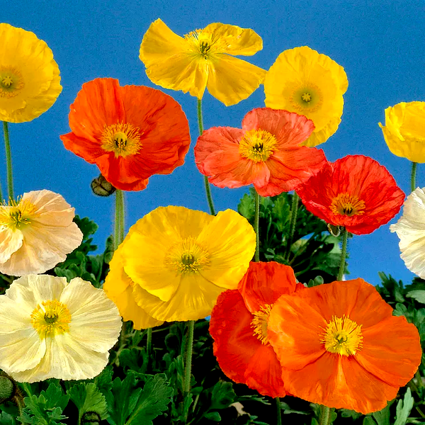 Papaver 'Wonderland Mix' Poppy