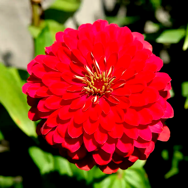 Picks Carmine Rose Zinnia Seeds