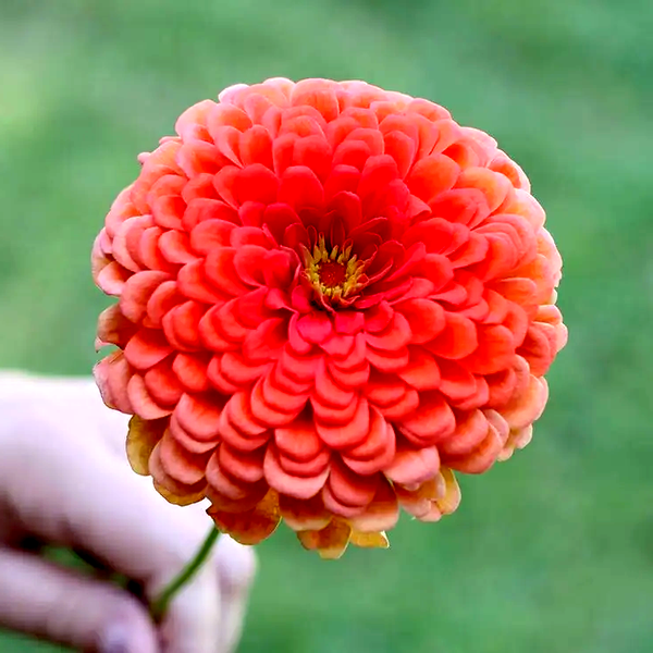 Picks Coral Zinnia Seeds