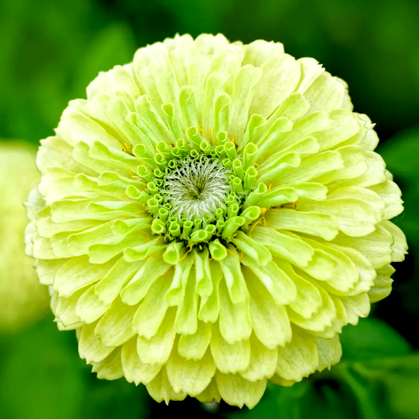Picks Lime Zinnia Seeds