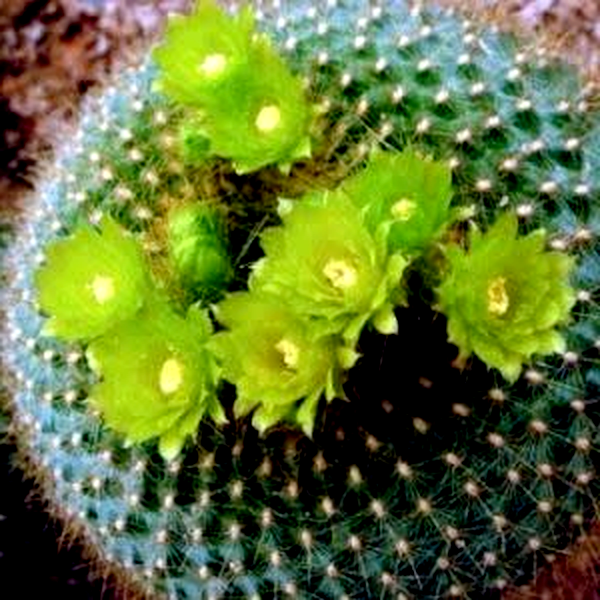 Parodia haselbergii ssp. graessneri