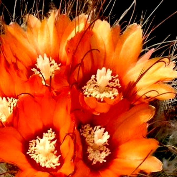 Parodia microsperma Mixed Forms