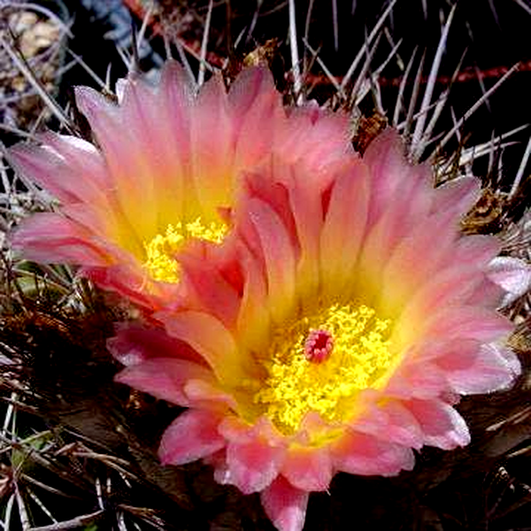 Parodia roseolutea