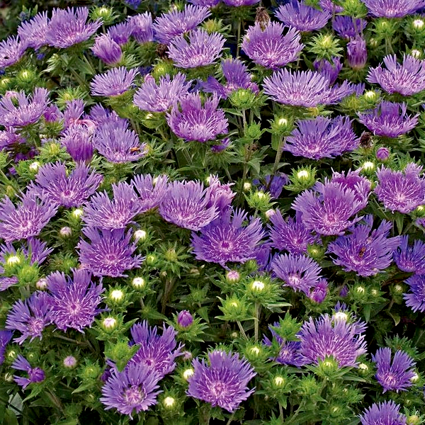 Peachie's Pick' Stokes Aster