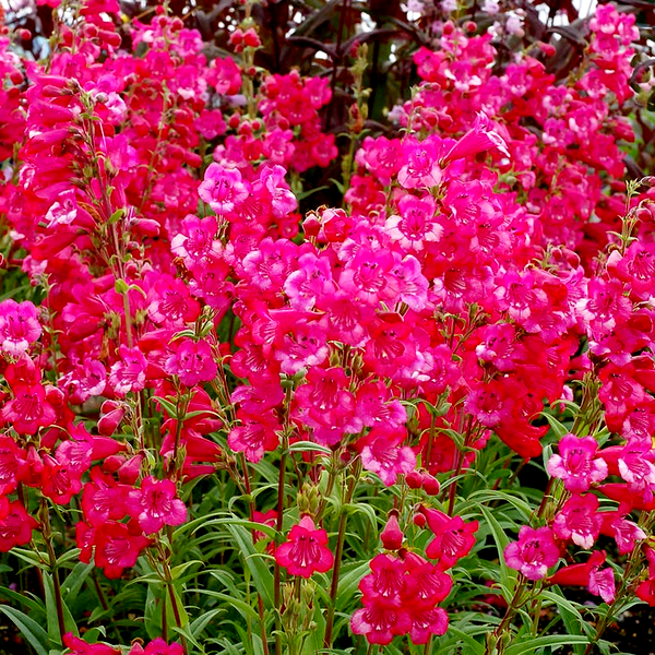 Penstemon Cha Cha™ 'Hot Pink' Beardtongue