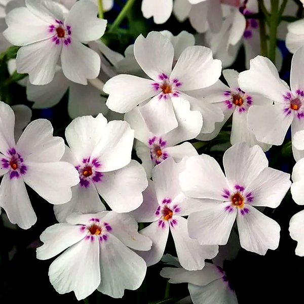 Phlox 'Amazing Grace'