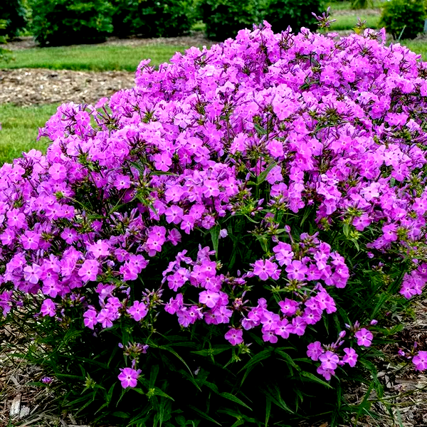 Phlox 'Opening Act Romance'