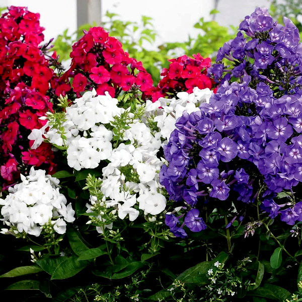 Phlox Patriotic Festival Blend