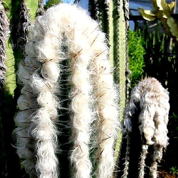 Pilosocereus leucocephalus